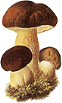 http://allforchildren.ru/pictures/mushrooms_s/mushroom001.gif